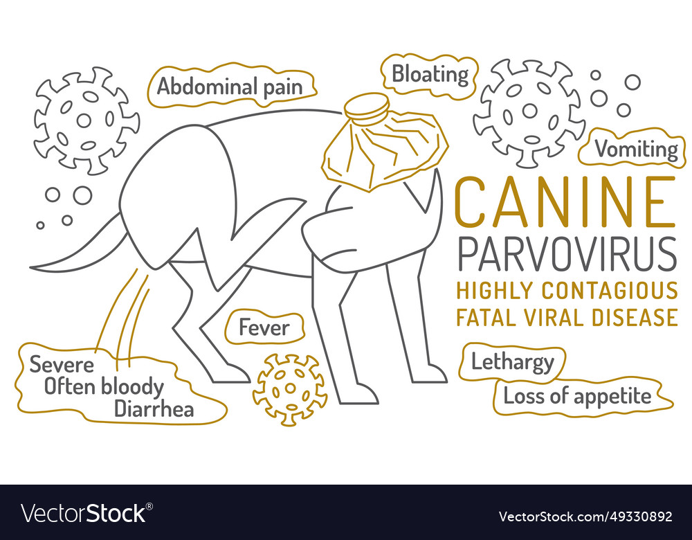 First signs best sale of parvovirus