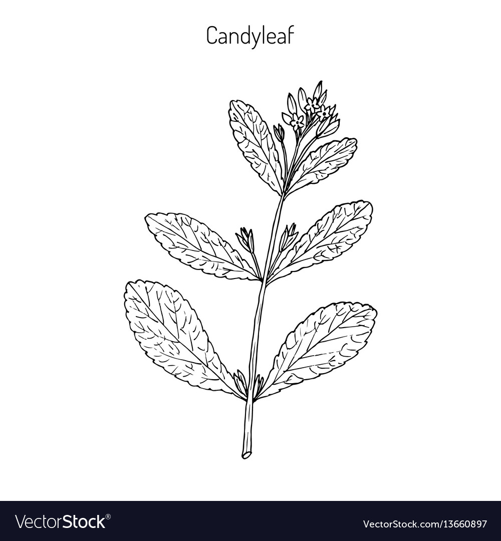 Stevia sweetleaf plant Royalty Free Vector Image