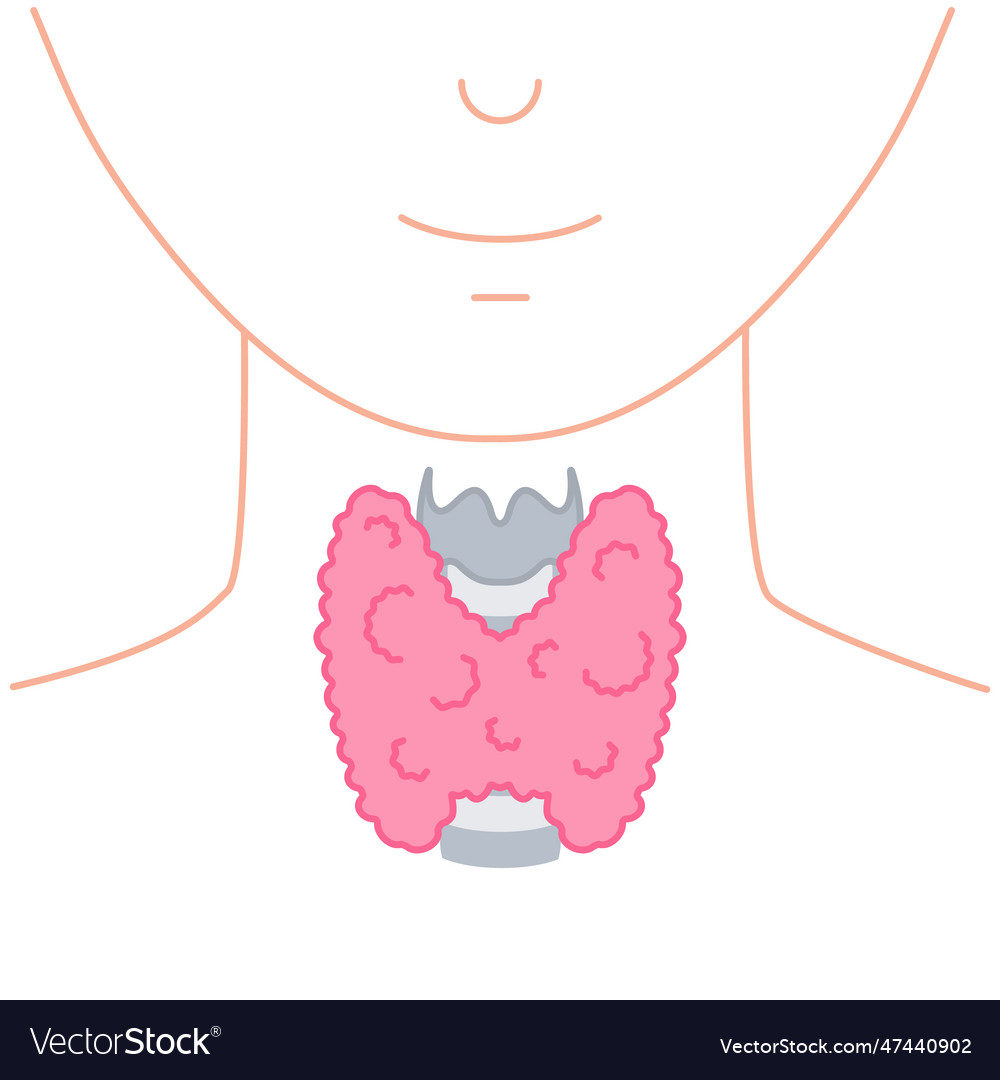 Healthy Thyroid Gland On Neck Silhouette Diagram Vector Image 8600