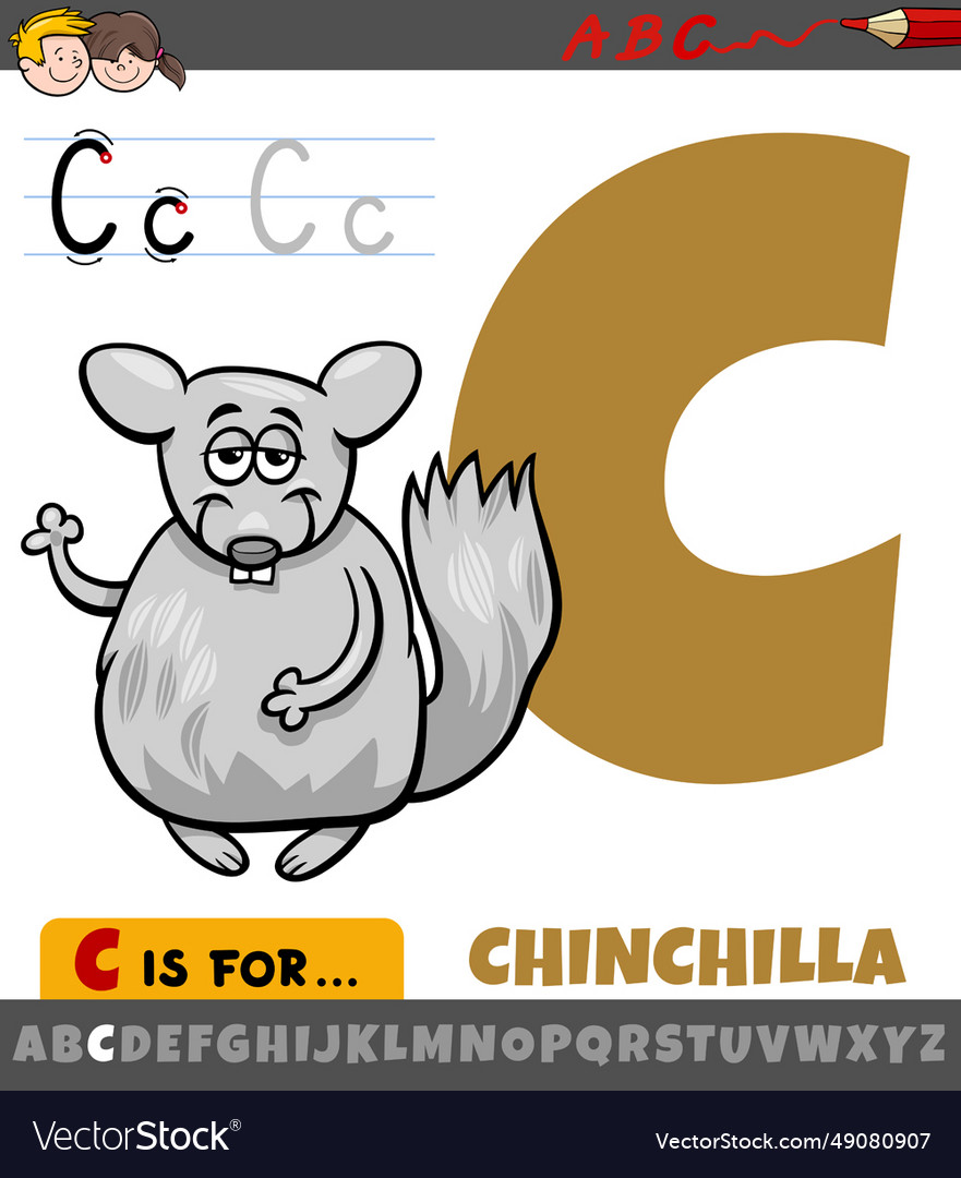 C chinchilla store