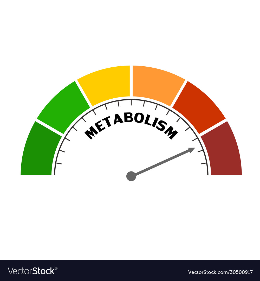 Metabolism level concept Royalty Free Vector Image