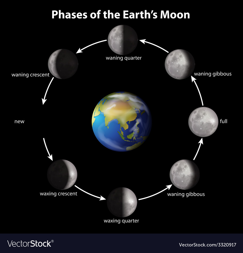 Phases of the Earths Moon Royalty Free Vector Image