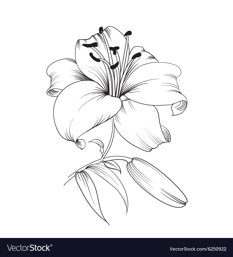 Blooming lily Royalty Free Vector Image - VectorStock