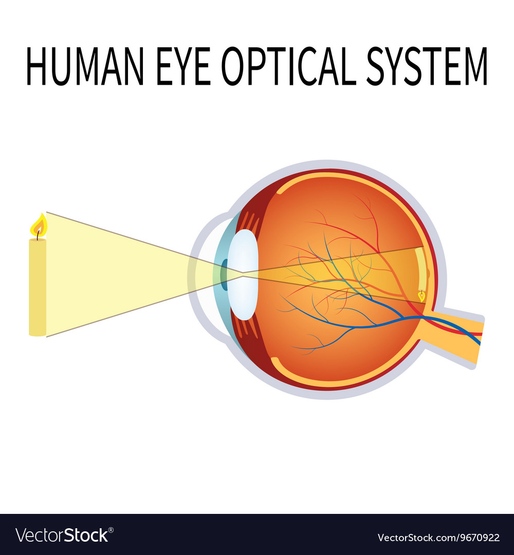 The human eye optical system Royalty Free Vector Image