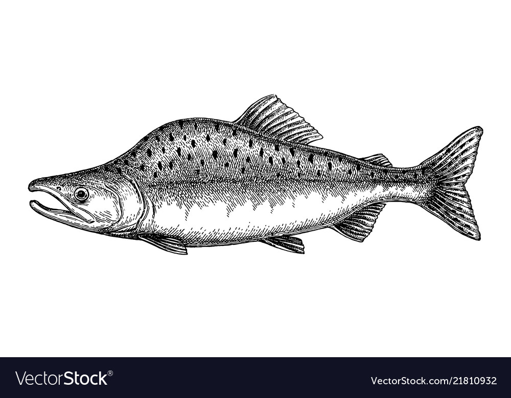 Ink sketch of pink humpback salmon Royalty Free Vector Image