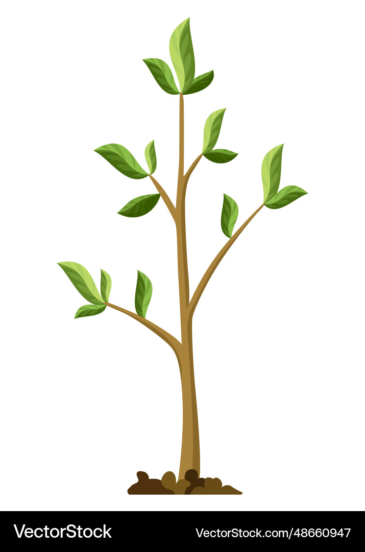 Stage of tree growth small with green Royalty Free Vector