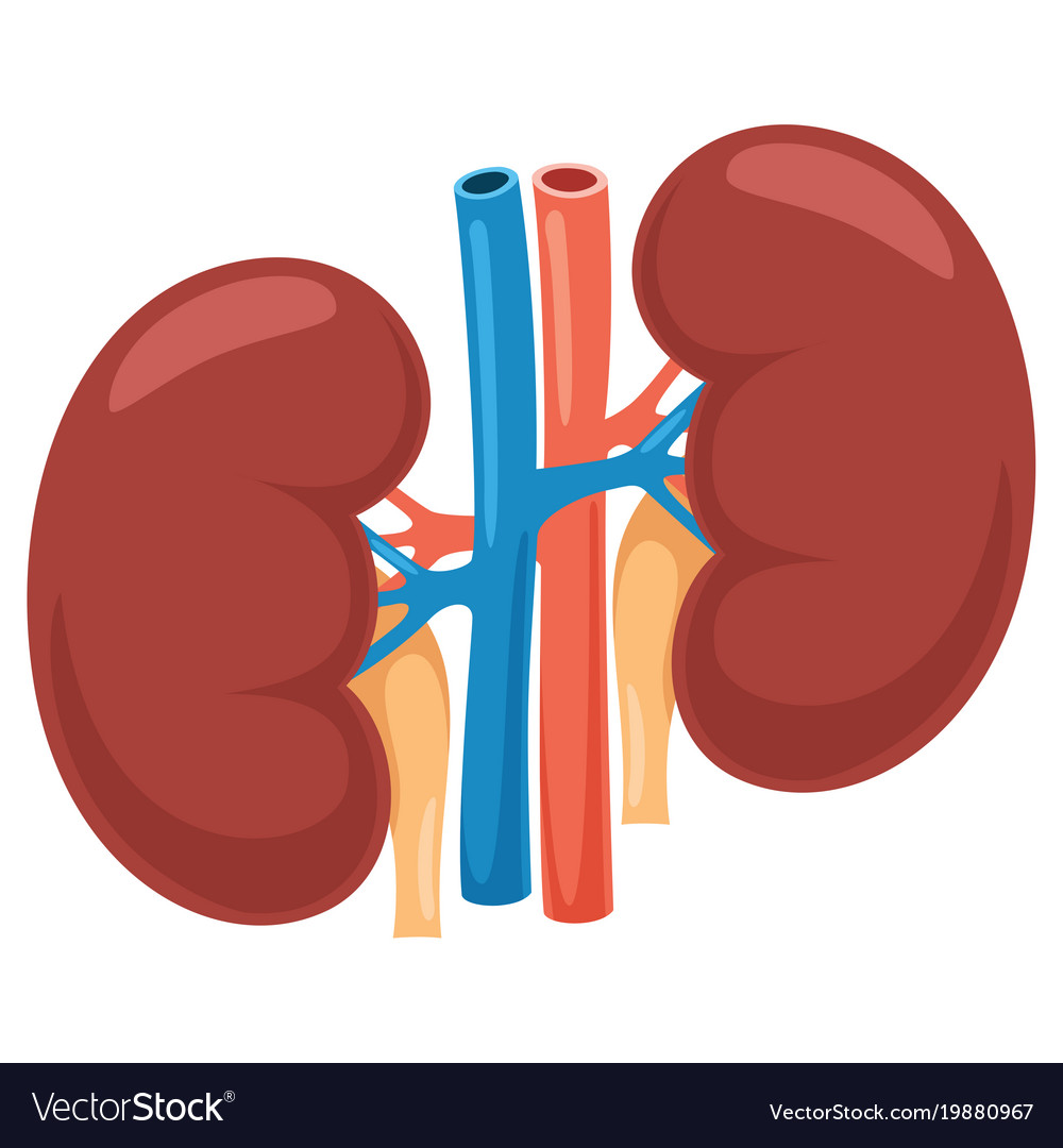 Kidney Royalty Free Vector Image - VectorStock