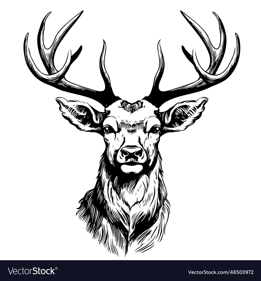 Wild deer face sketch hand drawn Royalty Free Vector Image