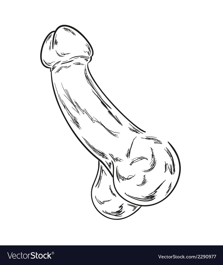 sketch of the human penis on white background. 