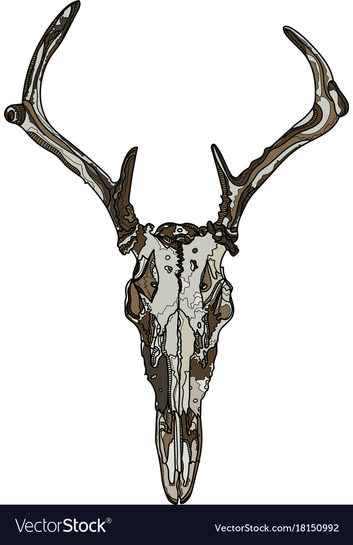 Download Animal skull Royalty Free Vector Image - VectorStock