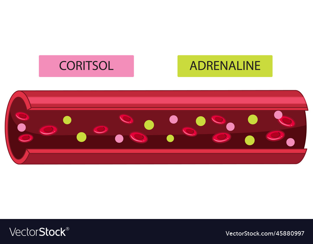 Blood vessel showing cortisol and adrenaline Vector Image Biology Diagrams