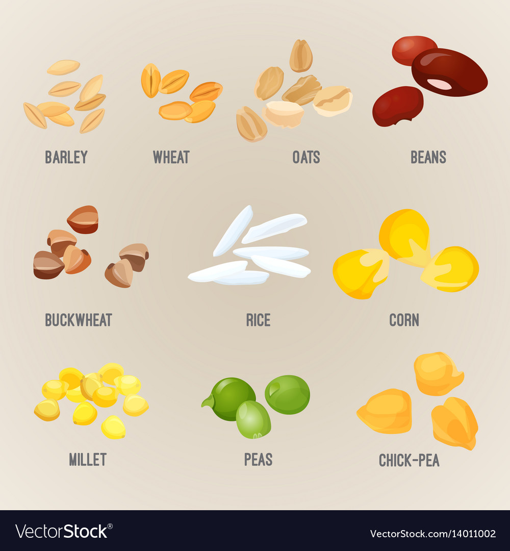 Cereals piles types colorful flat poster Vector Image