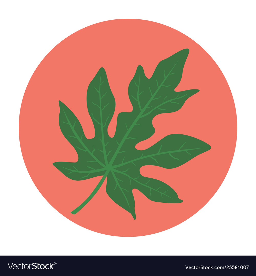 Flat-icon-papaya-leaf Royalty Free Vector Image