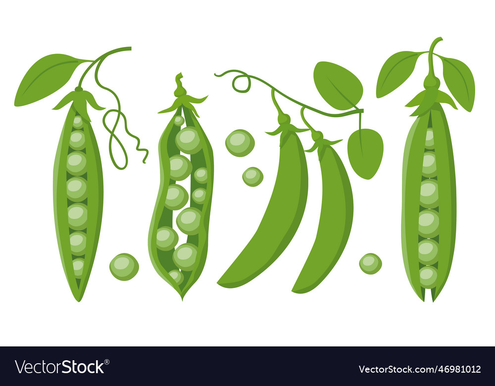 Green peas set Royalty Free Vector Image - VectorStock