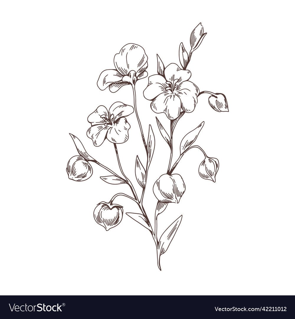 Linum floral plant with flaxseed outlined vintage Vector Image