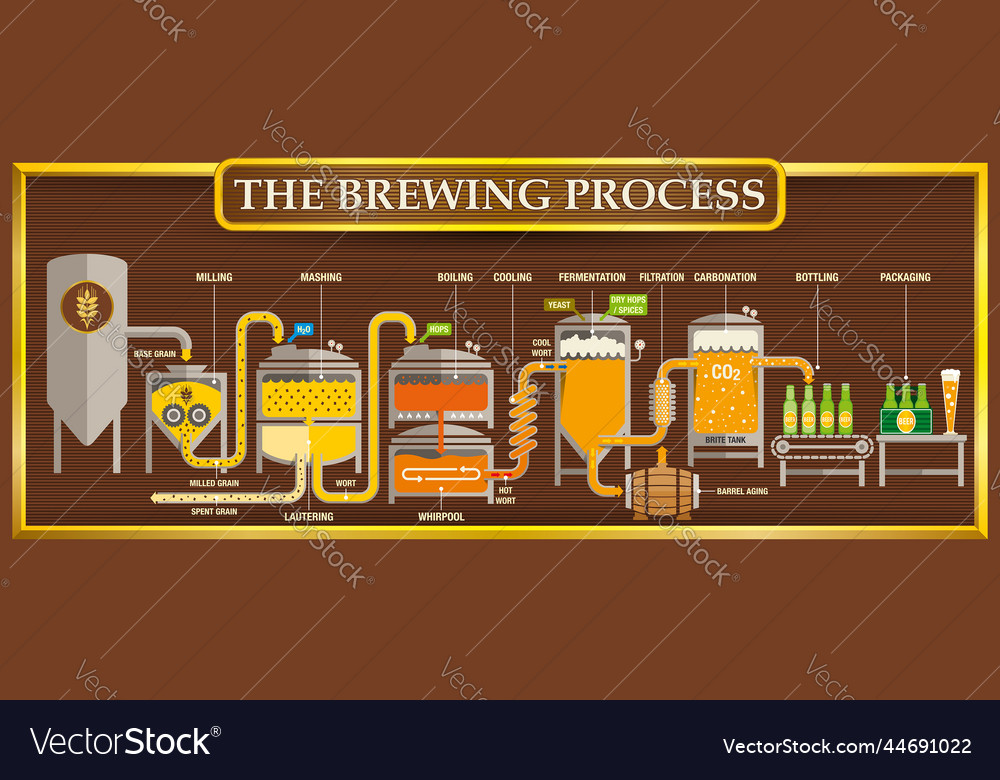 Brewing process infographic Royalty Free Vector Image