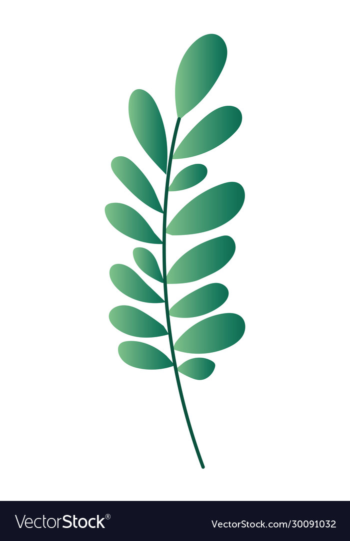 Isolated natural leaf design Royalty Free Vector Image