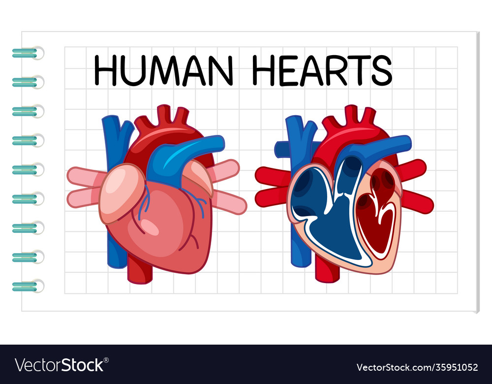 Information poster human heart Royalty Free Vector Image