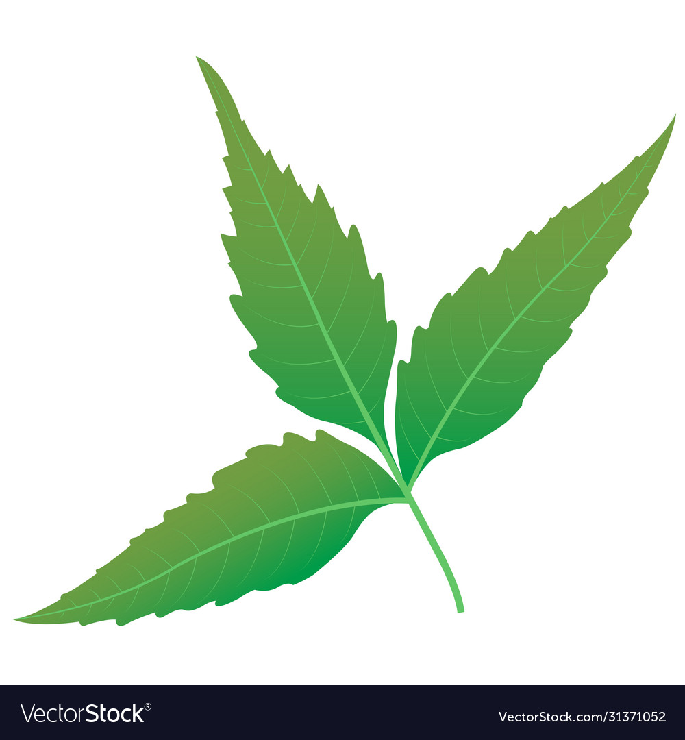 Neem leaves sketch medicinal neem leaves Vector Image