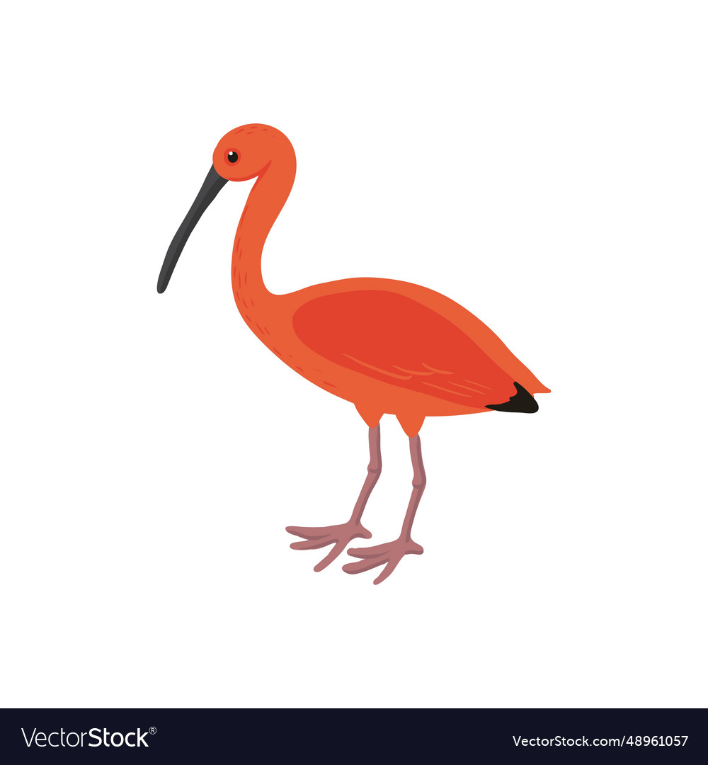 Drawing bird scarlet ibis Royalty Free Vector Image