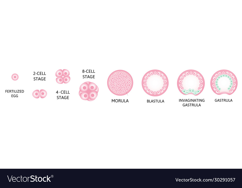 Human embryonic development or human Royalty Free Vector Biology Diagrams