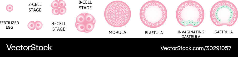 Human embryonic development or Royalty Free Vector Image