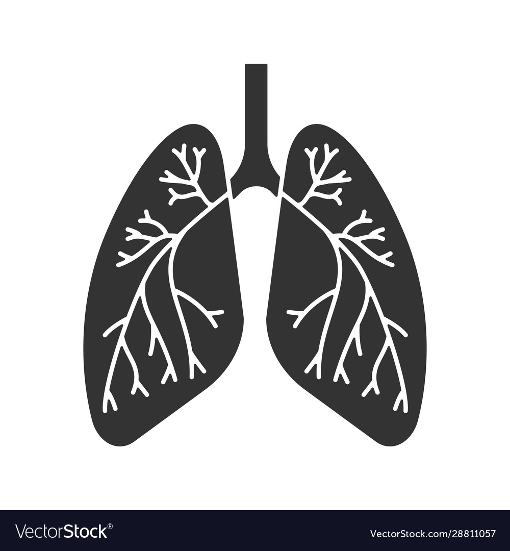 Human lungs with bronchi and bronchioles glyph Vector Image