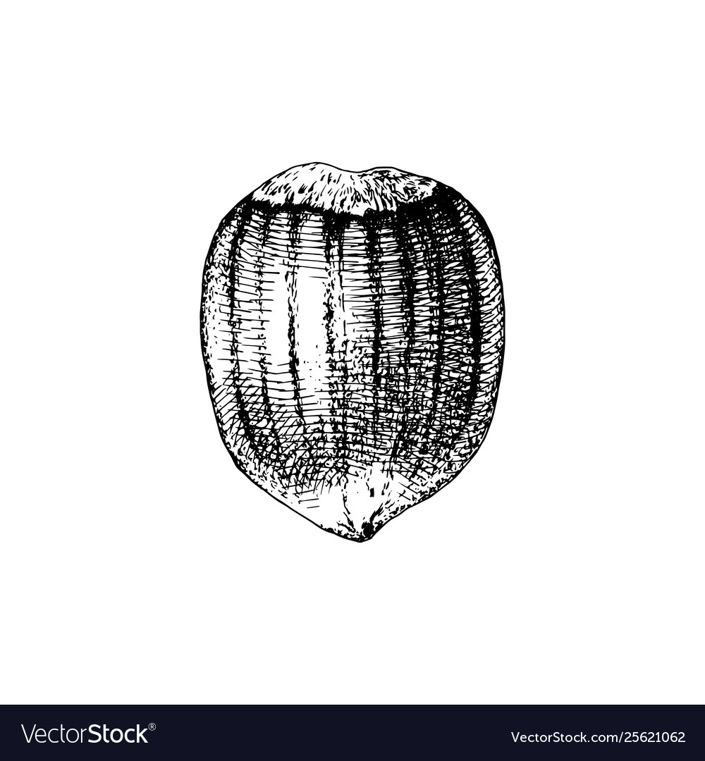 Hand drawn hazelnut Royalty Free Vector Image - VectorStock