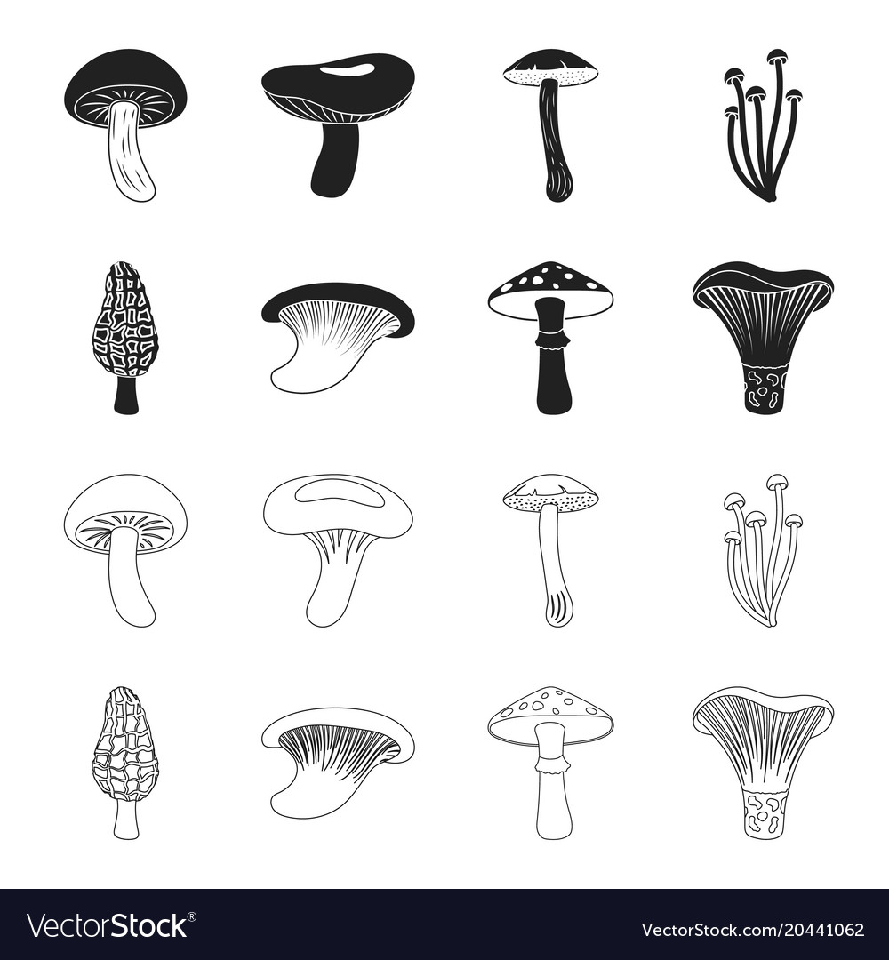 Morel oyster green amanita sagittarius indigo Vector Image