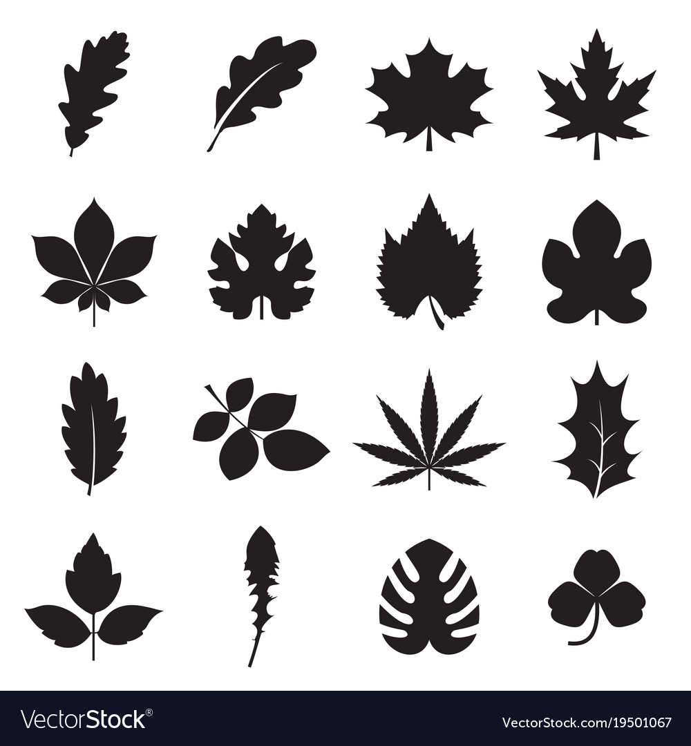 Leaf icons isolated on a white background Vector Image