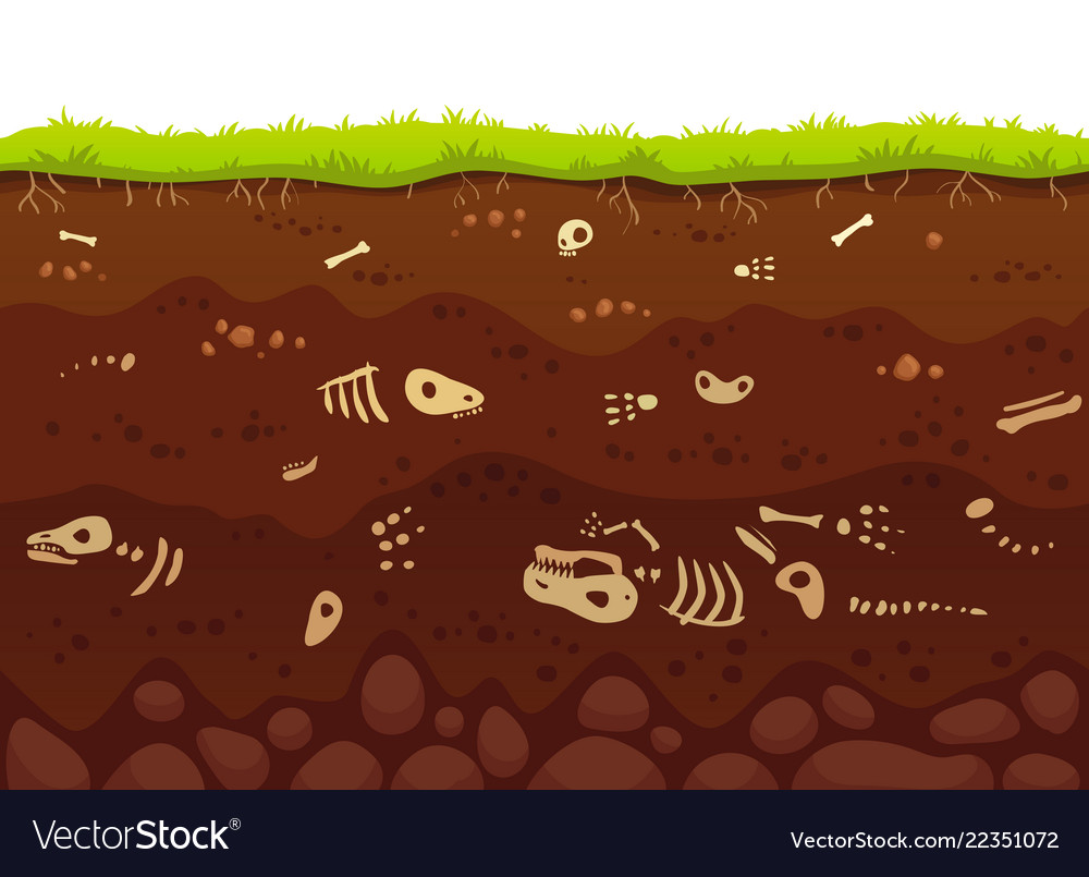 Archeology bones in soil layers buried fossil Vector Image