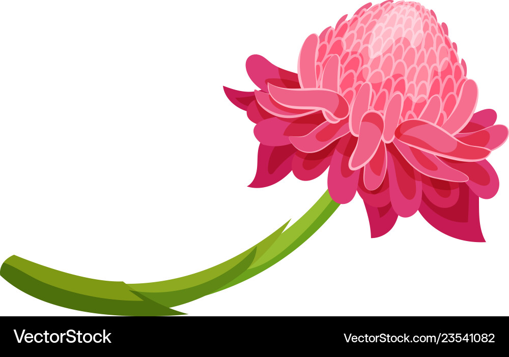 Pink ginger flower with green stem beautiful Vector Image