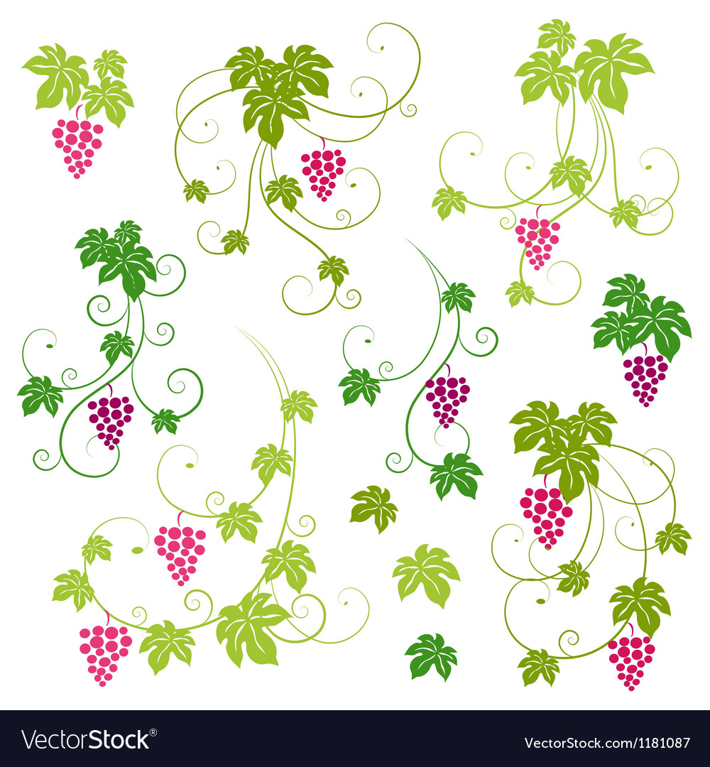 Grape vines set