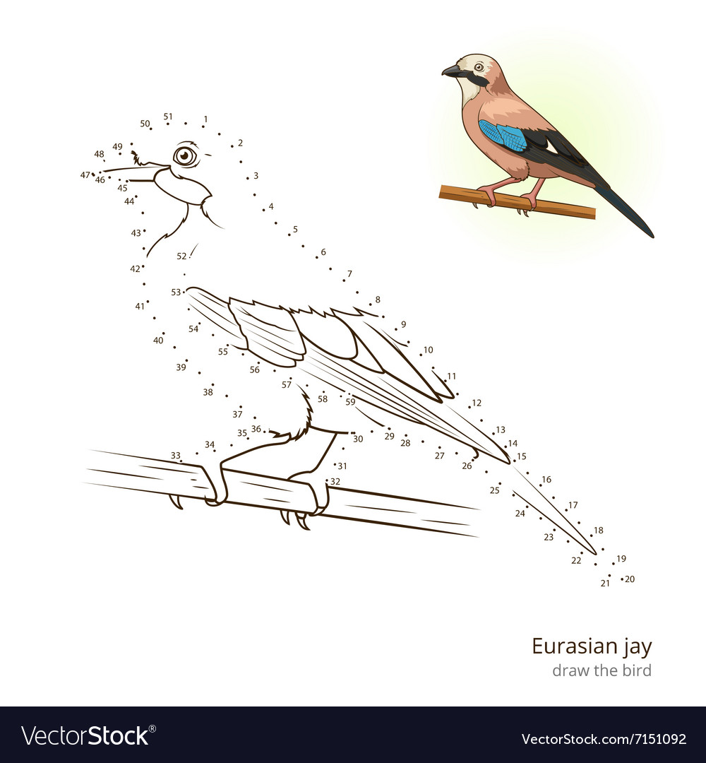 Eurasian Jay Bird Learn To Draw Royalty Free Vector Image