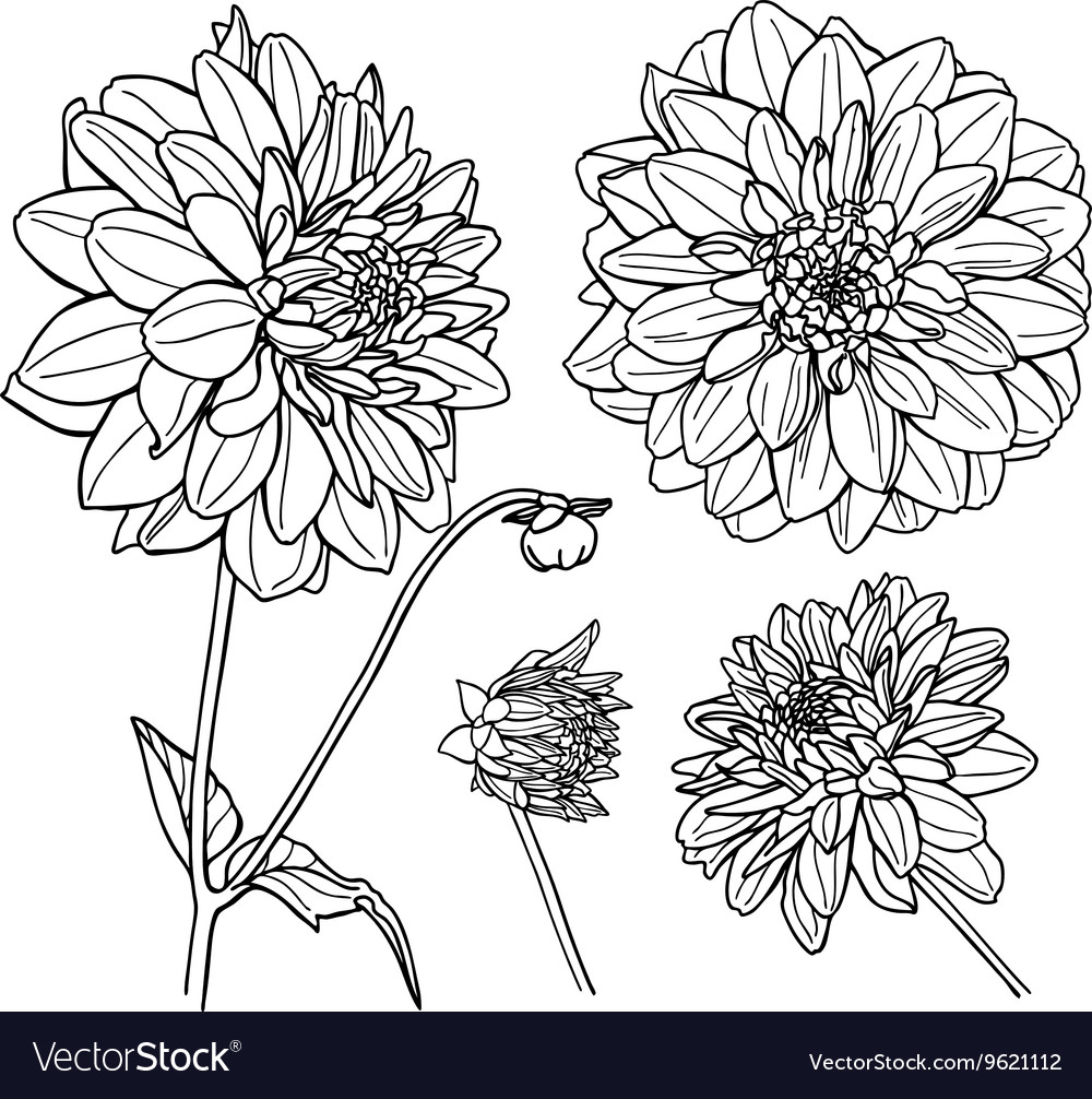 beautiful monochrome black and white dahlia flower isolated on white  Dahlia  flower tattoos Flower tattoo Dahlia tattoo