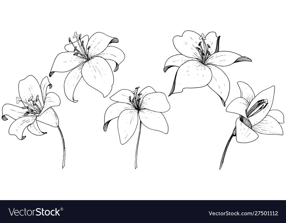 Lily floral botanical flower engraved ink Vector Image