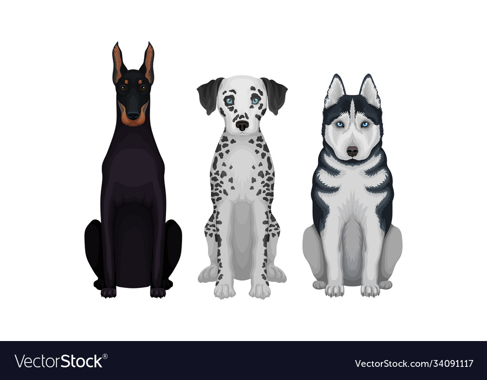 Purebred dogs sitting on hind legs set