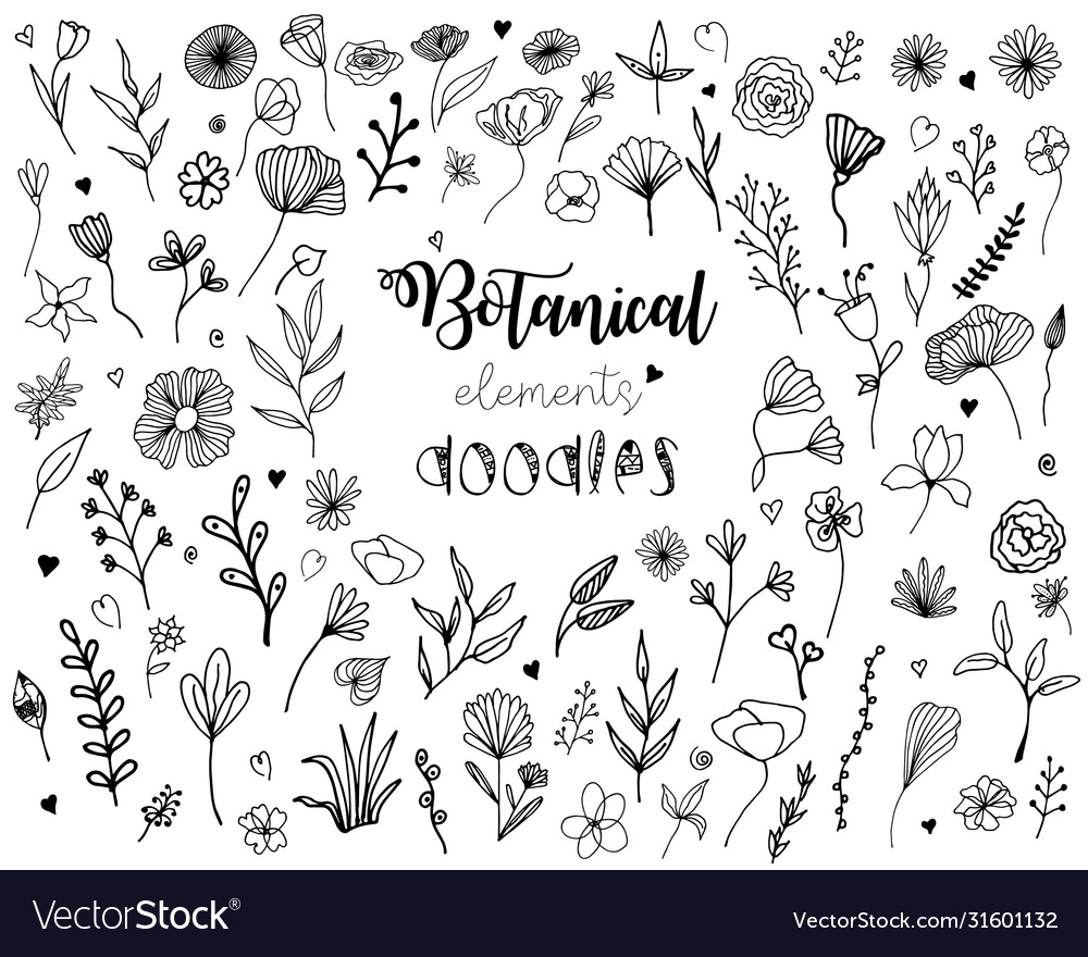 Botanical elements doodles set Royalty Free Vector Image