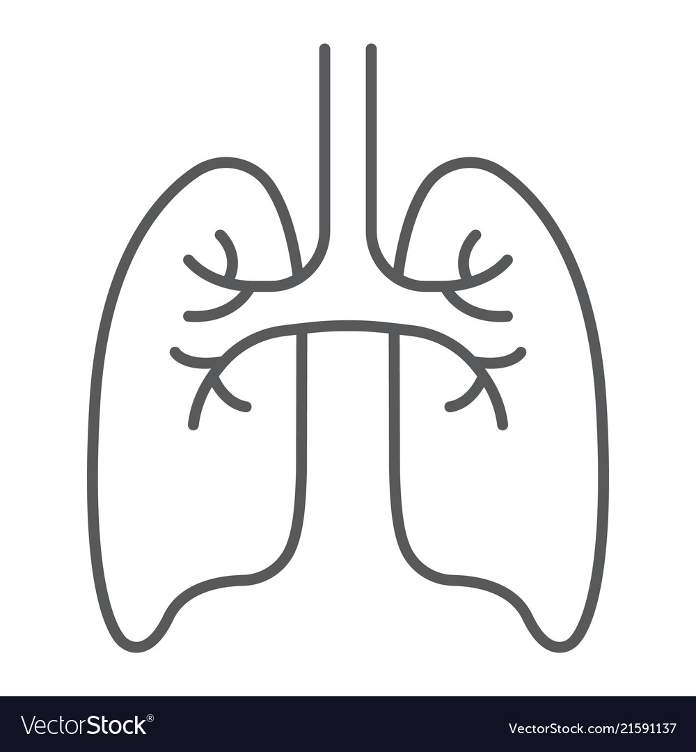 Lungs thin line icon anatomy biology pulmonology Vector Image