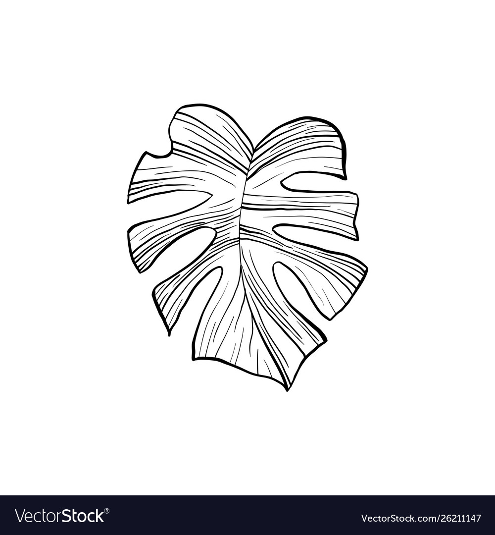 Silver Cloud Monstera Hand Drawn Royalty Free Vector Image