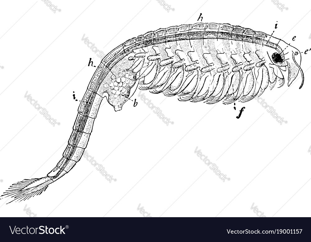 Fairy shrimp vintage Royalty Free Vector Image