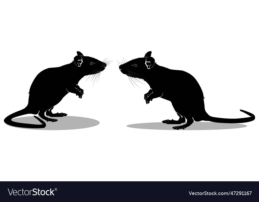 Rat Royalty Free Vector Image - VectorStock