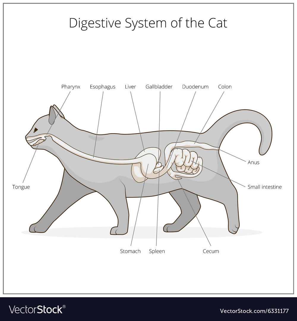 Digestive system of the cat Royalty Free Vector Image