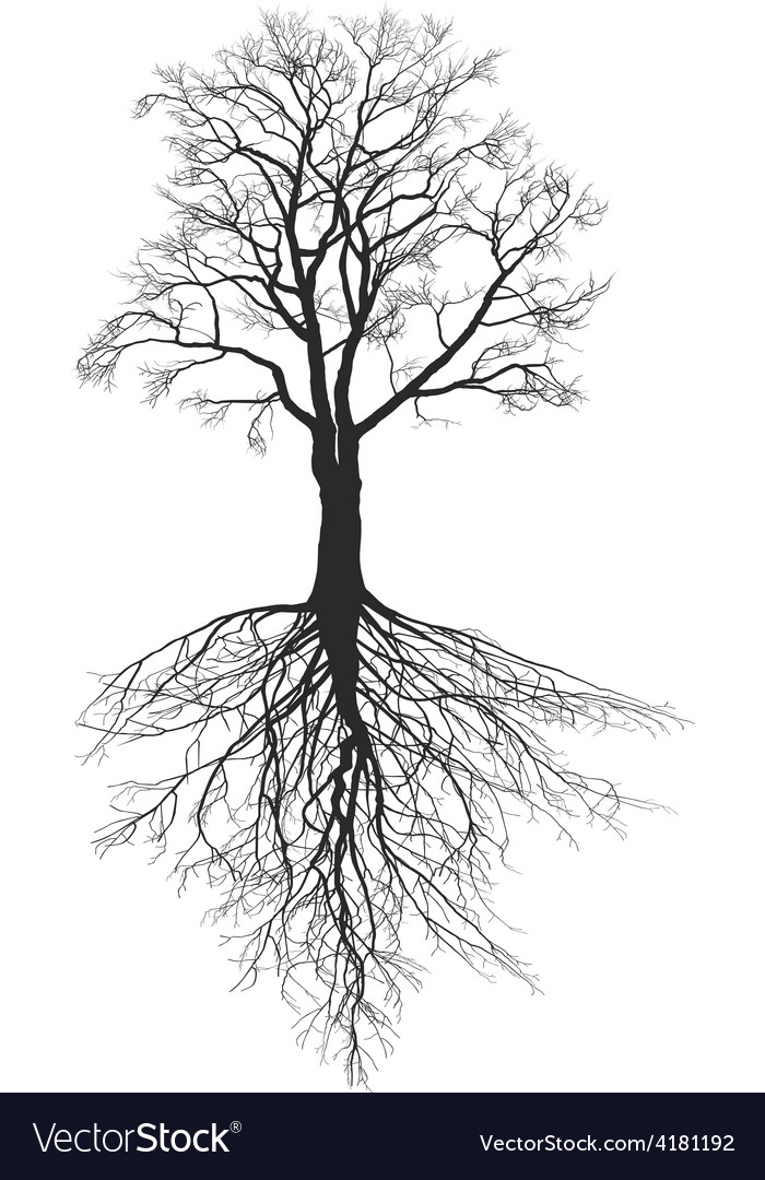 Walnut tree with roots Royalty Free Vector Image