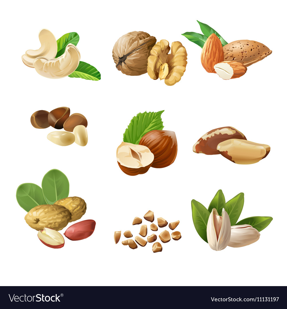 Set icons of nuts Royalty Free Vector Image - VectorStock