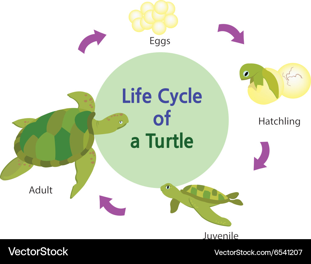 Lifecycle a turtle Royalty Free Vector Image - VectorStock