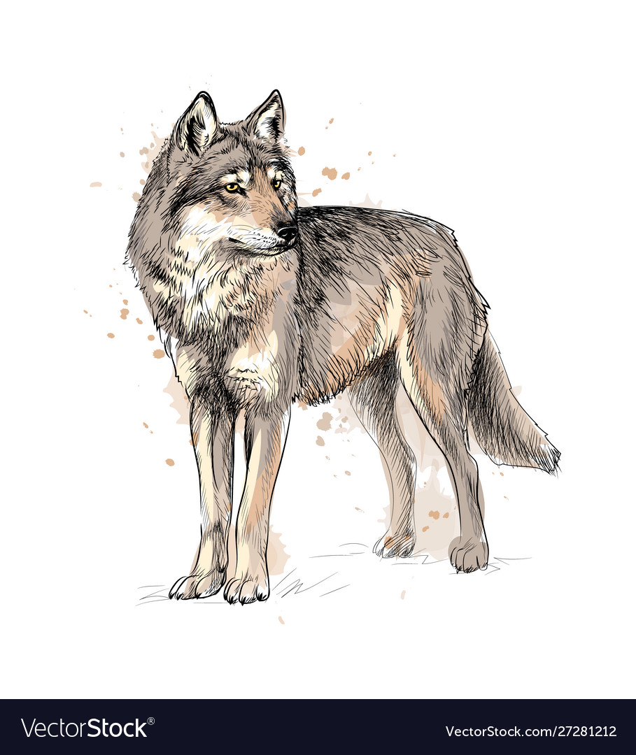 Portrait a wolf from a splash watercolor vector image Portrait a wolf from a splash watercolor
