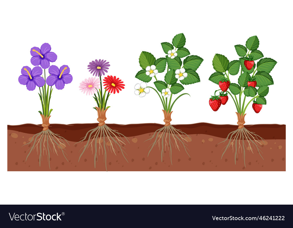 Set of different plant roots growing in soil Vector Image