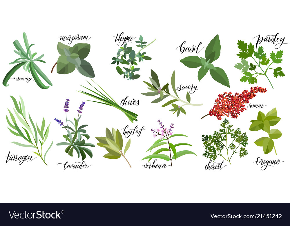 Popular culinary herbs Royalty Free Vector Image