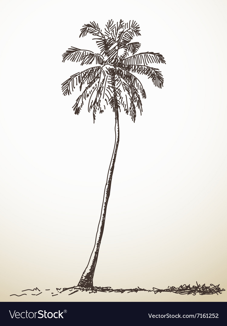 Palm tree Royalty Free Vector Image - VectorStock